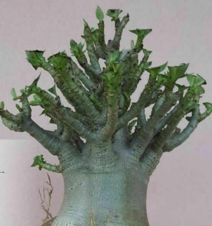 Adenium nang paya seeds