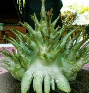 Adenium Big Foot seeds