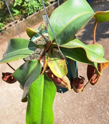Nepenthes veitchii seeds