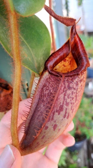 Nepenthes veitchii seeds