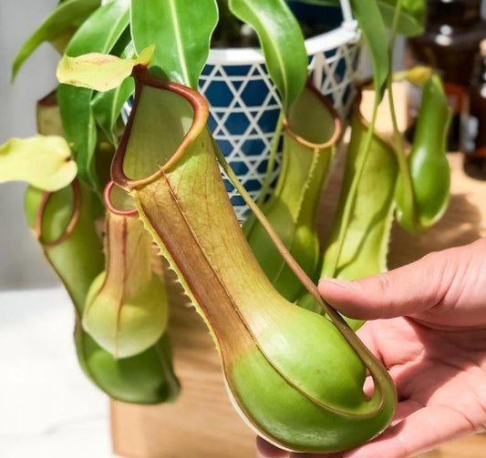 Nepenthes alata var. boshiana seeds