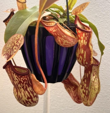 Nepenthes Gaya seeds