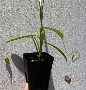 Nepenthes tenuis seeds