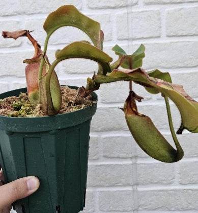 Nepenthes clipeata seeds