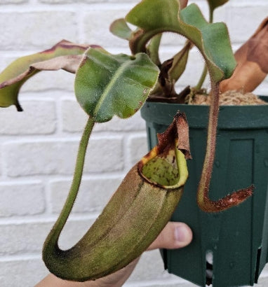 Nepenthes clipeata seeds