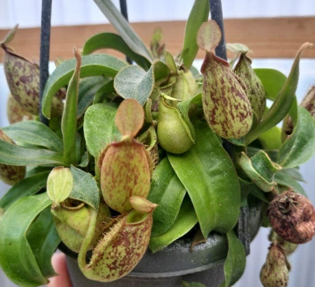 Nepenthes ampullaria seeds