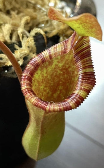 Nepenthes lowii x ventricosa-red seeds