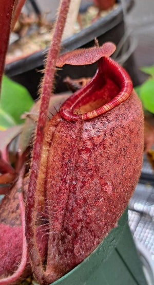 Nepenthes peltata x mira seeds