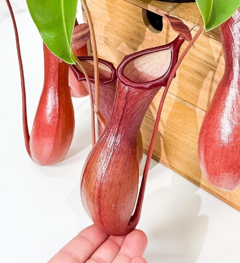 Nepenthes Ventrata seeds