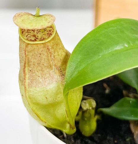 Nepenthes gracilis seeds