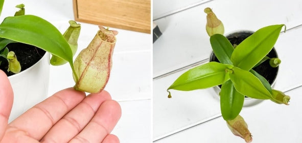 Nepenthes gracilis seeds