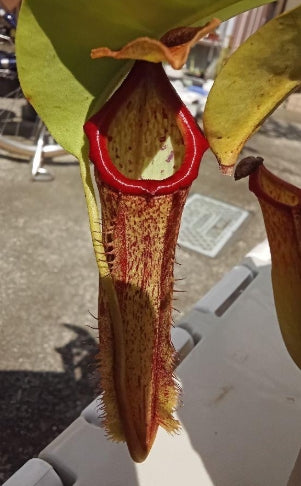 Nepenthes northiana seeds