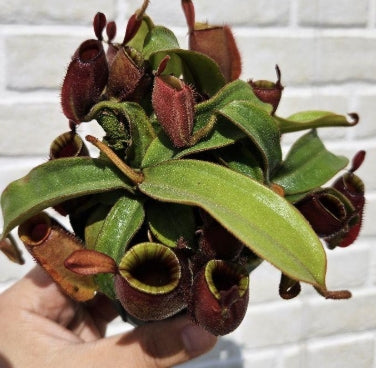Nepenthes ampullaria Red seeds