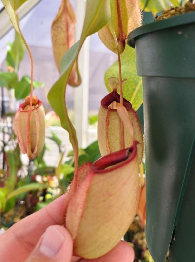 Nepenthes × hookeriana seeds