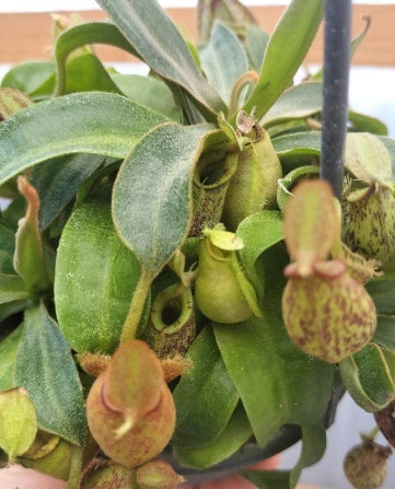 Nepenthes rafflesiana seeds