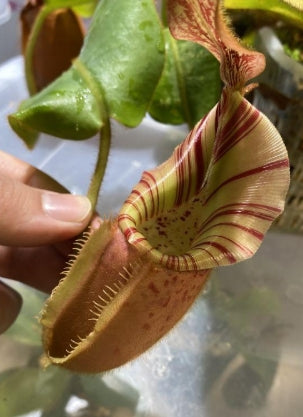 Nepenthes veitchii bario seeds