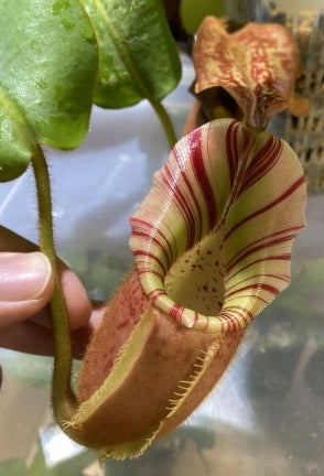 Nepenthes veitchii bario seeds