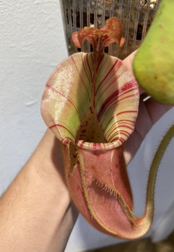 Nepenthes veitchii bario seeds