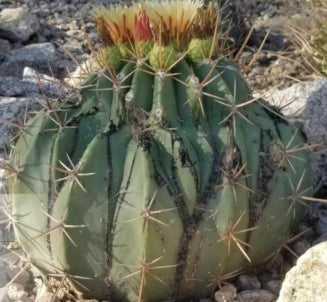 Ferocactus pottsii seeds