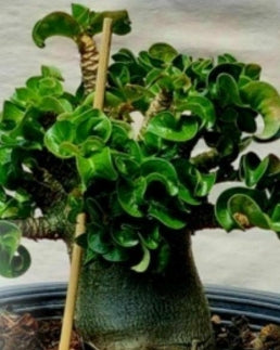Adenium DHA Mong Gut Saman seeds