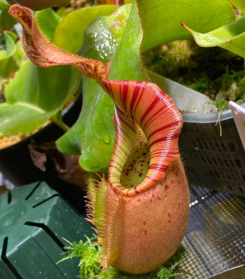Nepenthes veitchii `Akazukin' Bario x veitchii peristome Bario Y's seeds