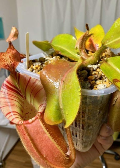 Nepenthes veitchii `Akazukin' Bario x veitchii peristome Bario Y's seeds