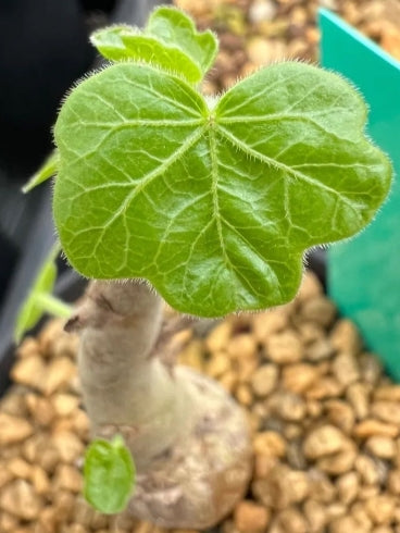 Jatropha conzatti seeds