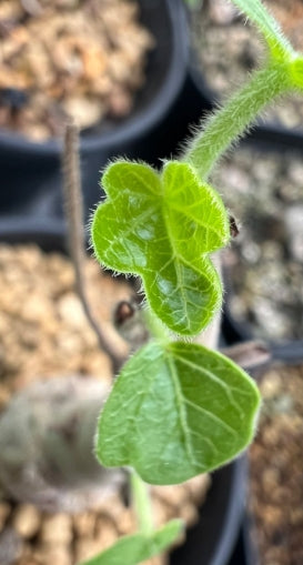 Jatropha conzatti seeds