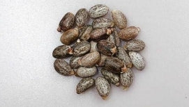 Jatropha fissispina seeds