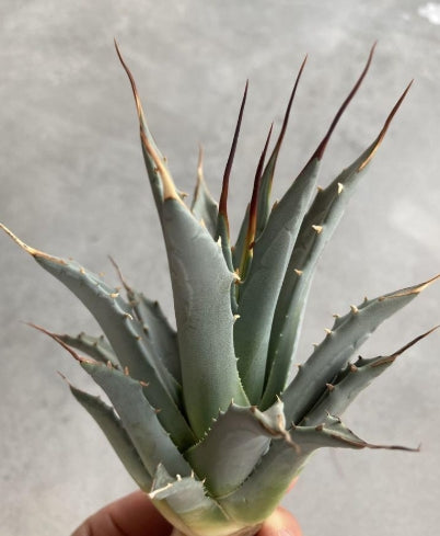 Agave uthaensis var. nevadensis seeds