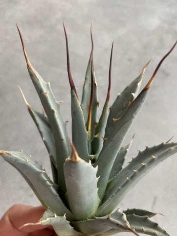 Agave uthaensis var. nevadensis seeds