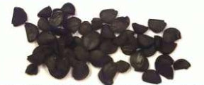 Agave uthaensis var. nevadensis seeds