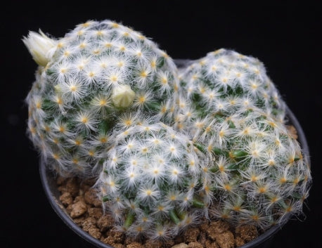 Mammillaria schiedeana seeds