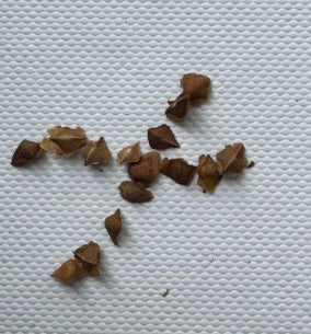 Boswellia nana seeds