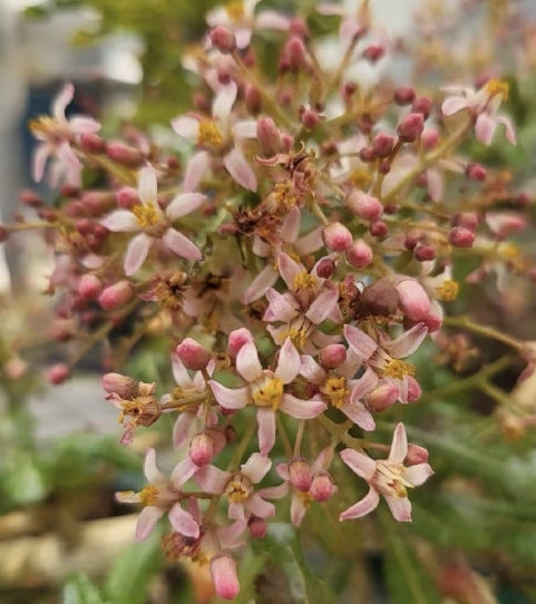 Boswellia nana seeds