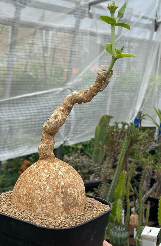Euphorbia maritae seeds