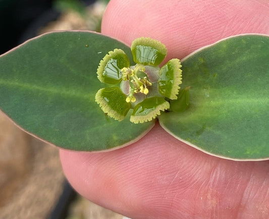 Euphorbia maritae seeds