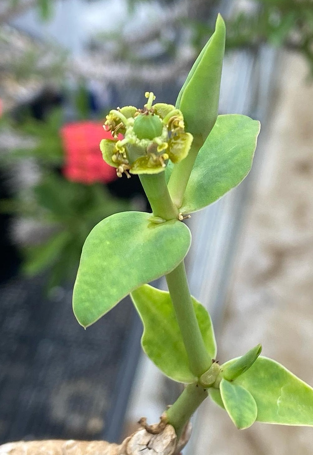 Euphorbia maritae seeds