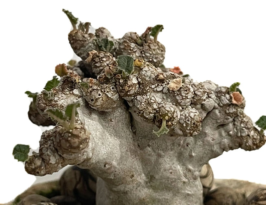 Dorstenia lavrani cristata seeds