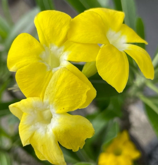 Pachypodium bicolor seeds