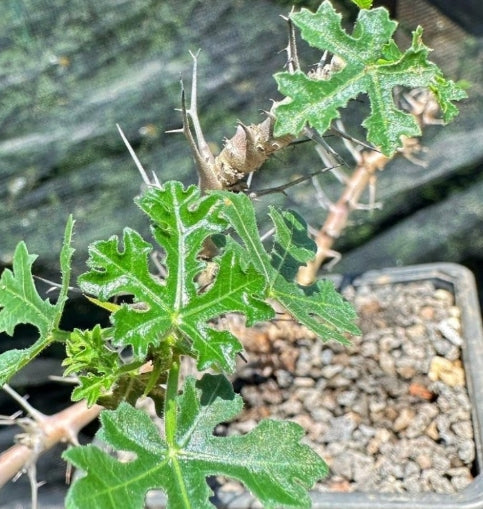 Jatropha paradoxa seeds