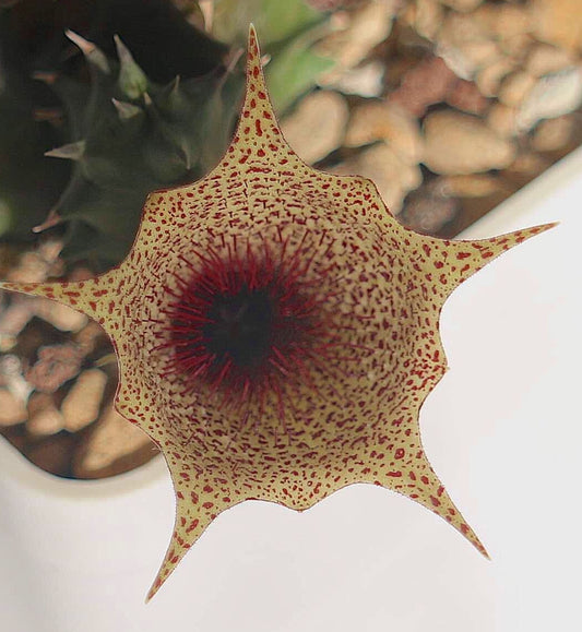 Huernia levyi seeds