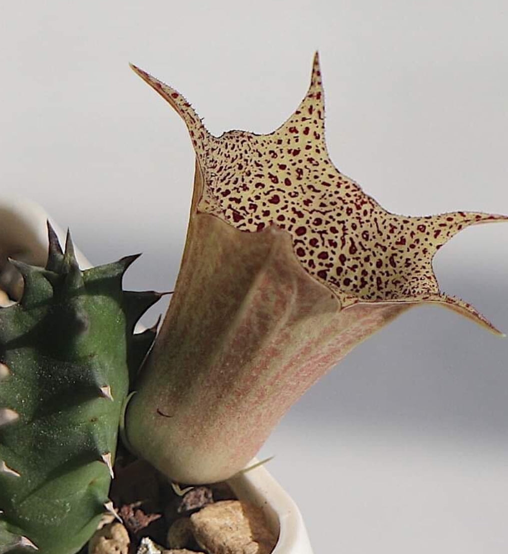 Huernia levyi seeds
