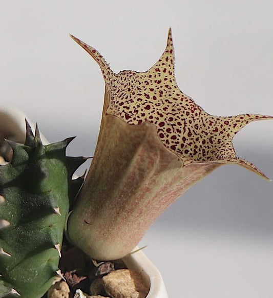 Huernia levyi seeds