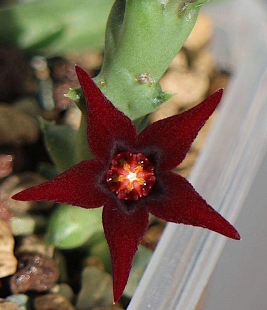 Orbea taitica seeds
