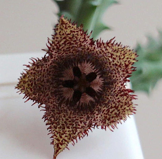 Huernia hystrix var. parvula seeds
