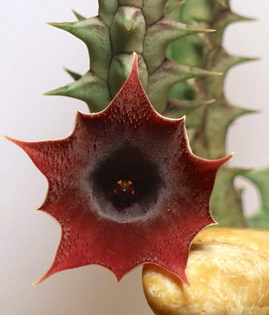 Huernia penzigii seeds