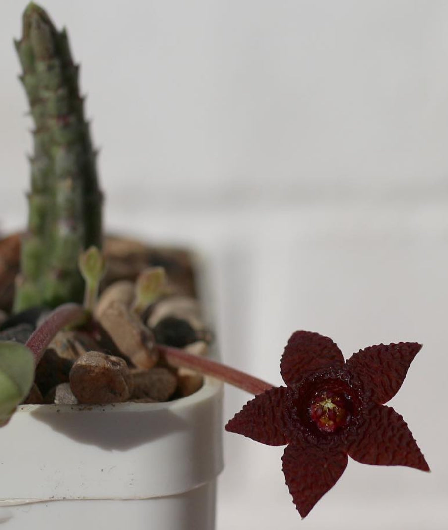 Stapelia similis seeds