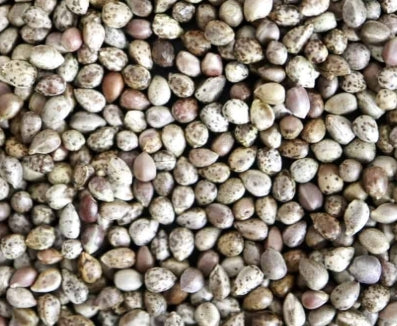 Euphorbia polygona seeds