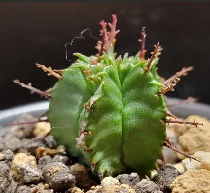 Euphorbia polygona seeds